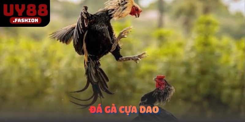 Đá gà cựa dao