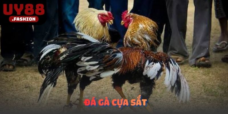 Đá gà cựa sắt