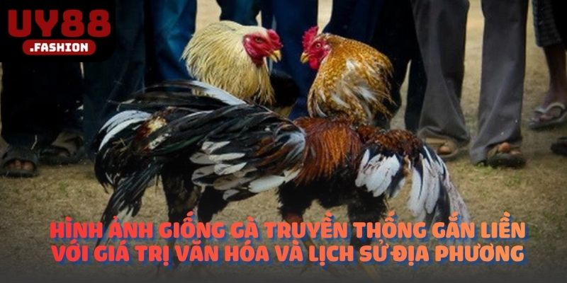Hình ảnh giống gà truyền thống gắn liền với giá trị văn hóa và lịch sử địa phương